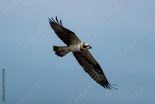 Obraz 飛ぶミサゴ