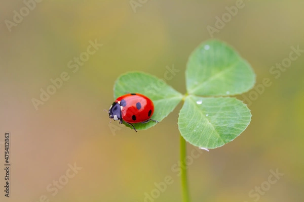 Fototapeta ladybug on three leaf clover
