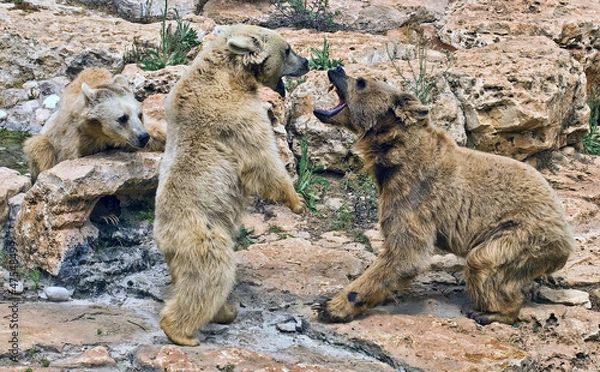 Obraz Quarrel bears.Aggression. Brown Syrian Bear