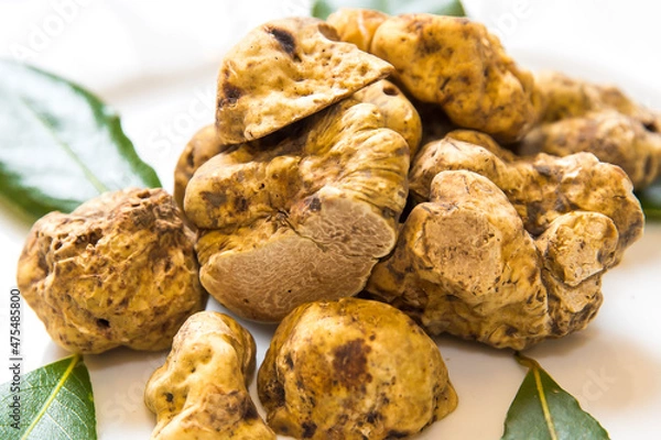 Fototapeta white truffles in a plate