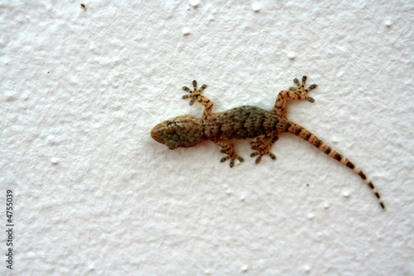 Obraz Mauergecko