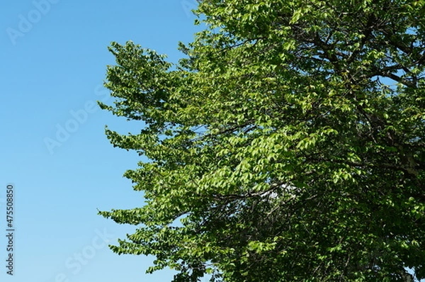 Fototapeta 信州、北アルプス、青木湖。こんな晴れた日に巡り合えた。