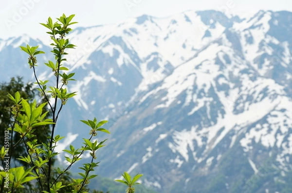 Fototapeta 信州、北アルプス、青木湖。こんな晴れた日に巡り合えた。