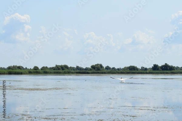 Fototapeta Lake view with birds flying, during a boat trip in the Danube Delta. Landscape with forest and reed in the back.iew with birds during a boat trip in the Danube Delta.