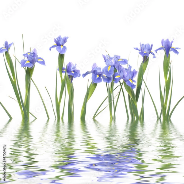Fototapeta Se of blue irises with reflection