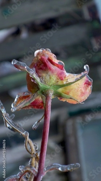 Obraz bee on a flower