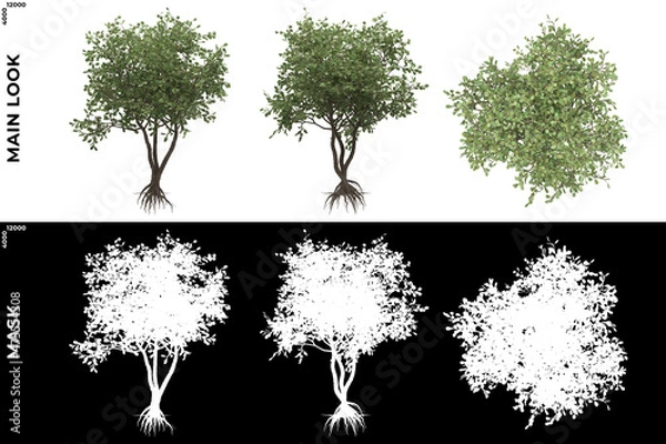Obraz 3D Rendering of Front, Left and Top view of Trees (Clusia Rosea) with alpha mask to cutout and PNG editing. Forest and Nature Compositing.
