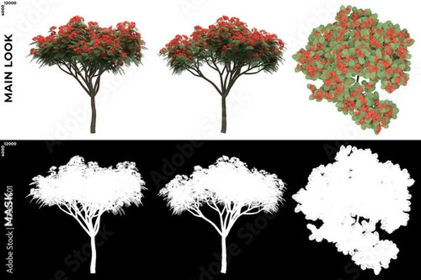 Fototapeta 3D Rendering of Front, Left and Top view of Trees (Delonix Regia) with alpha mask to cutout and PNG editing. Forest and Nature Compositing.