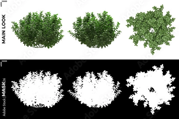 Fototapeta 3D Rendering of Front, Left and Top view of Trees (Ficus microcarpa) with alpha mask to cutout and PNG editing. Forest and Nature Compositing.