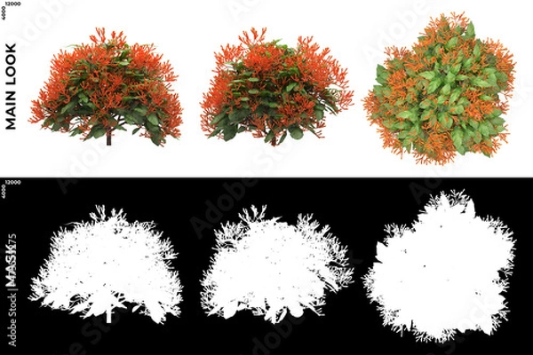 Fototapeta 3D Rendering of Front, Left and Top view of Trees (Hamelia Patens) with alpha mask to cutout and PNG editing. Forest and Nature Compositing.