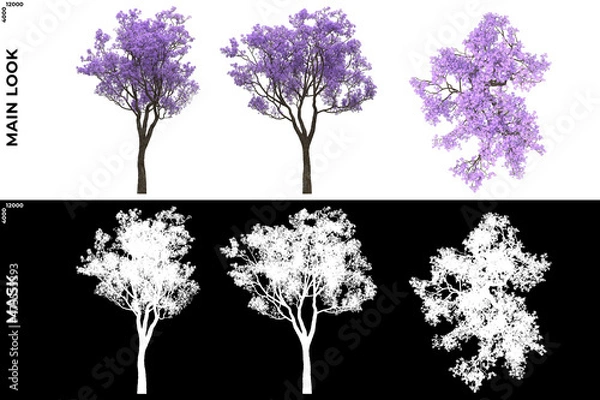 Fototapeta 3D Rendering of Front, Left and Top view of Trees (Jacaranda Mimosifolia) with alpha mask to cutout and PNG editing. Forest and Nature Compositing.