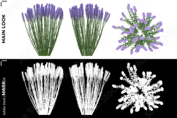 Fototapeta 3D Rendering of Front, Left and Top view of Trees (Lavandula ANgustifolia) with alpha mask to cutout and PNG editing. Forest and Nature Compositing.