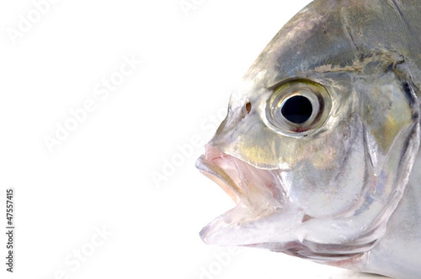 Fototapeta detail of head of red fish