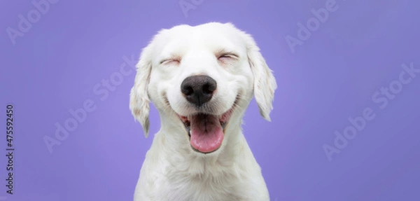 Obraz Happy puppy dog smiling on isolated purple background.