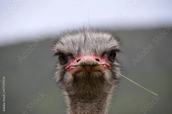 Obraz Ostrich facing the camera