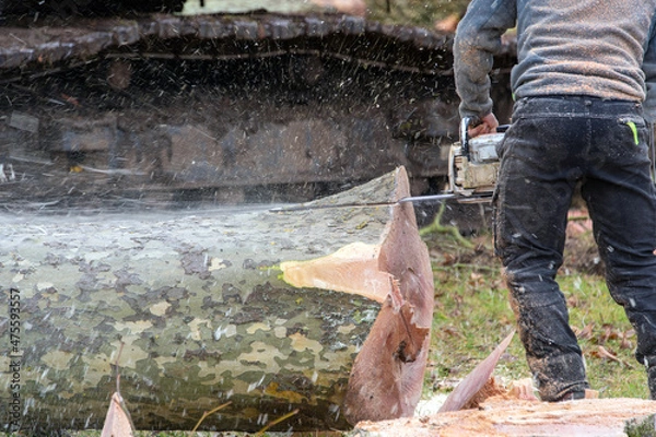Obraz abattage d'arbre