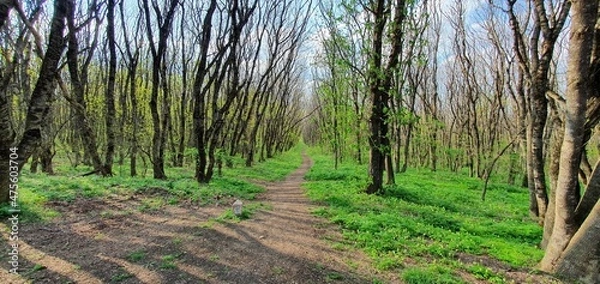 Obraz a beautiful path in the forest