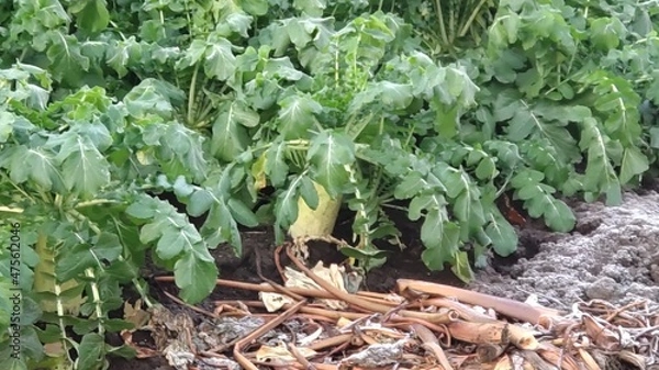 Obraz 霜の降りた冬の畑に実る大根