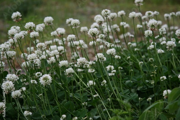 Obraz クローバー（シロツメクサ）