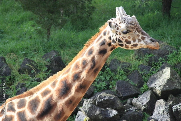 Obraz キリンの横顔