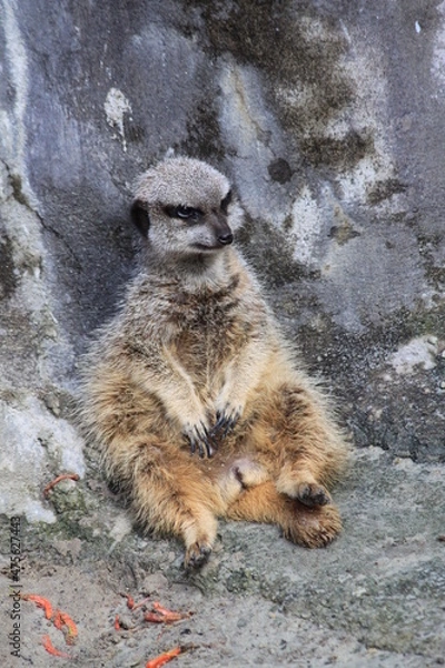 Obraz 座るミーアキャット