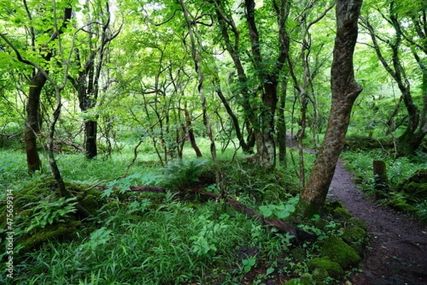 Fototapeta a dense spring forest with mossy rocks and fern