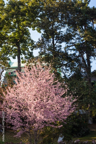 Fototapeta cherry blossom tree in the middle of the greenery at afternoon from different angles