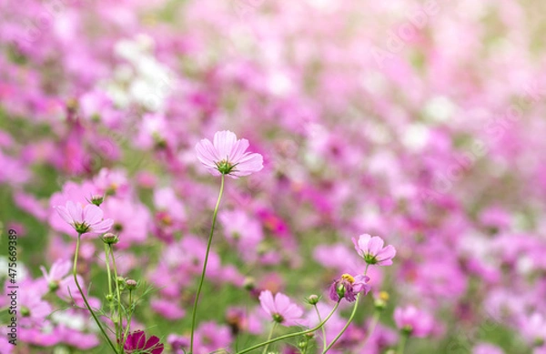 Fototapeta コスモスの花　秋のイメージ