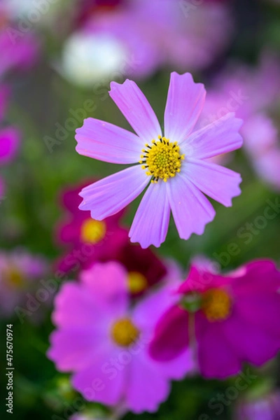 Obraz コスモスの花　秋のイメージ