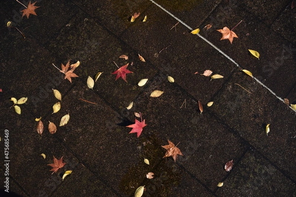 Obraz 地面に散らばる紅葉