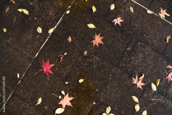 Obraz 地面に散らばる紅葉