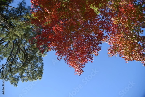 Obraz 下から見上げる紅葉