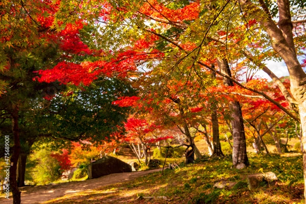 Fototapeta 秋の旧長州藩主毛利家毛利氏庭園