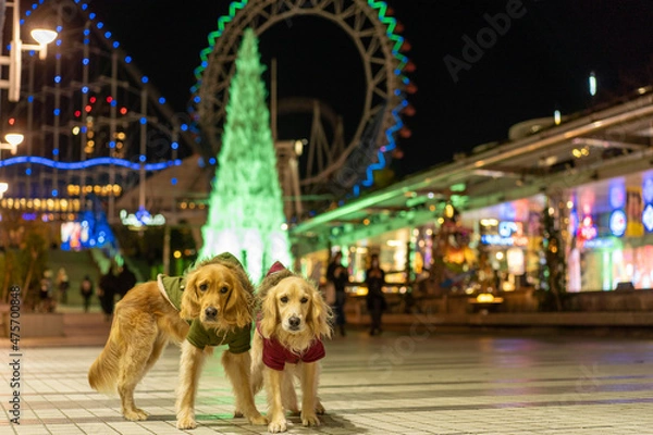 Fototapeta 東京ドームシティウィンターイルミネーション／ゴールデンレトニエル