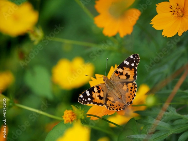 Obraz ツマグロヒョウモン