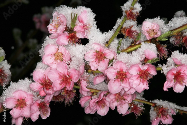 Obraz Pfirsichblüte , Schnee