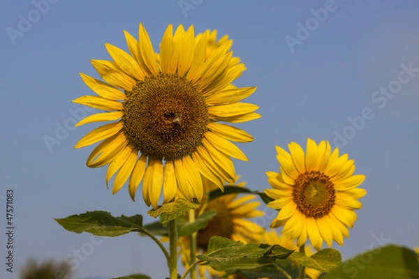 Obraz Sunflower