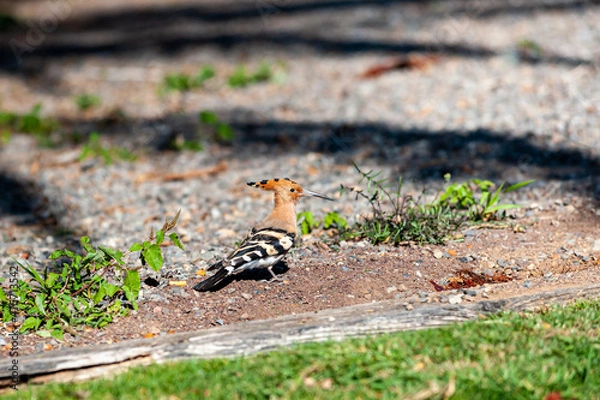 Fototapeta Hoopoe, Upupa epops. Steppe hoopoe bird walking in the field. African Hoopoe, Upupa epops on desert land, Gran Canaria.
