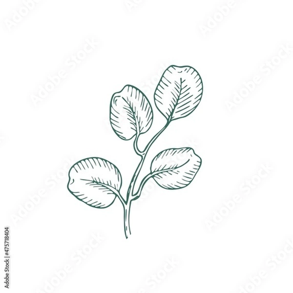 Fototapeta Eucalyptus branch on white background. Hand drawn botanical illustration with green contour lines in vector. Monochrome floral elements fot textile and wallpaper.