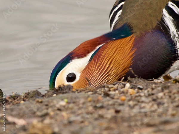 Obraz mandarin duck male