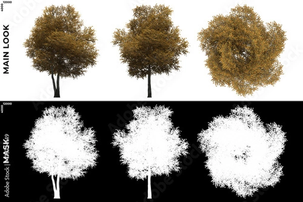 Fototapeta 3D Rendering of Front, Left and Top view of Field Maple Trees with alpha mask to cutout and PNG editing. Forest and Nature Compositing.