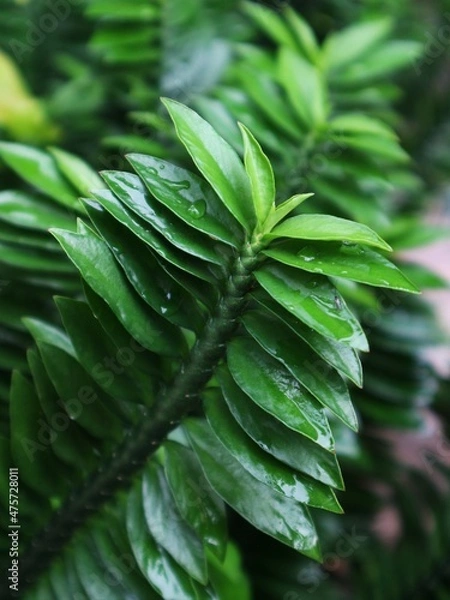 Obraz fern leaves