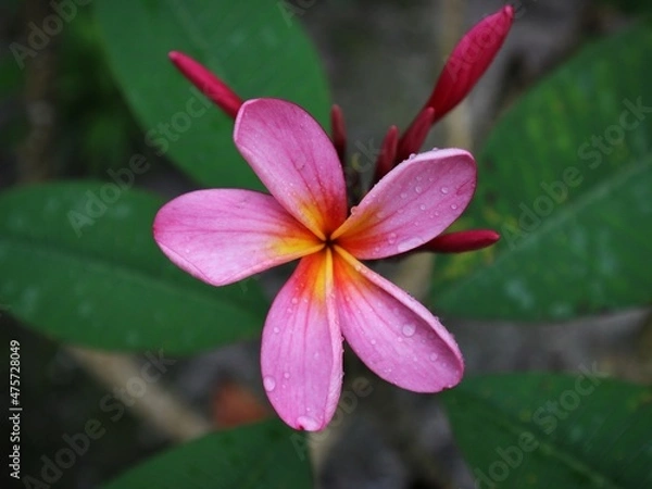Obraz red frangipani flower