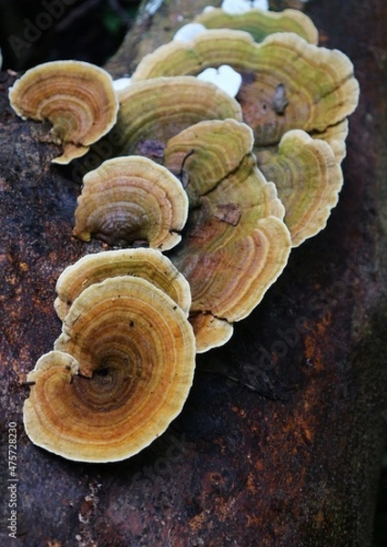 Obraz mushrooms on the tree