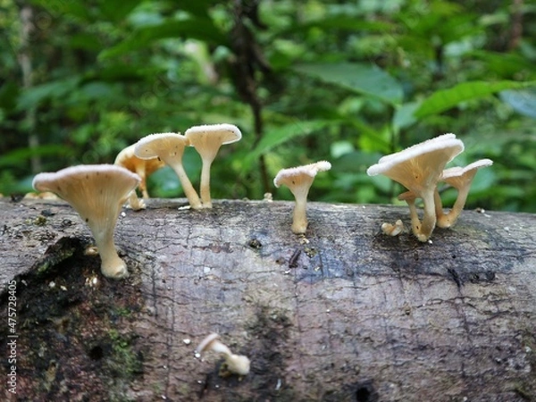 Obraz mushrooms in the forest