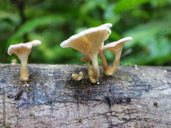 Obraz mushroom on the stump