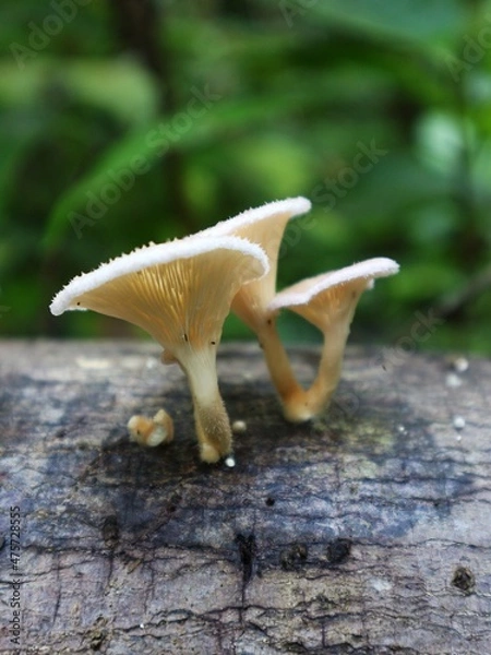 Obraz mushroom on the ground