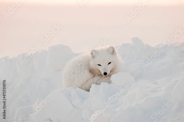 Fototapeta Arctic white fox close-up. Arctic fox sits in the snow and looks into the frame.