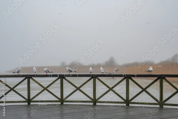 Obraz Möwen auf Geländer