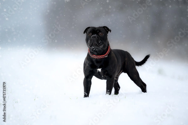 Obraz dog in snow